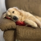pensione per cani padova