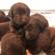 labrador cucciolo