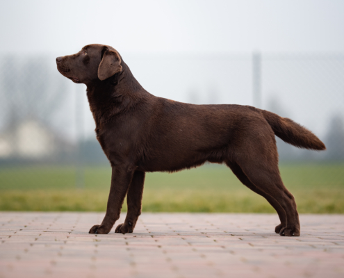 Il peso del Labrador