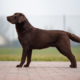 Il peso del Labrador