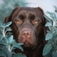 labrador femmina