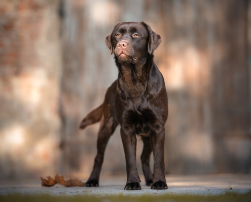 il pelo del labrador