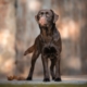 il pelo del labrador