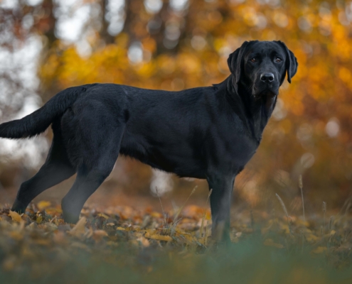 Il Labrador americano