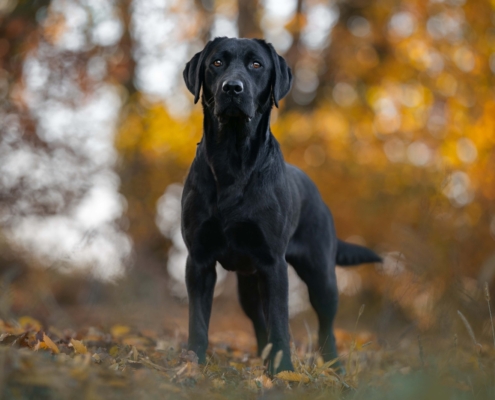 il labrador nero