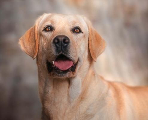 labrador giallo