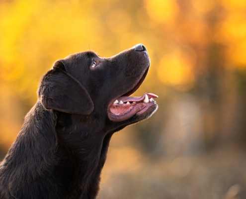 labrador marrone