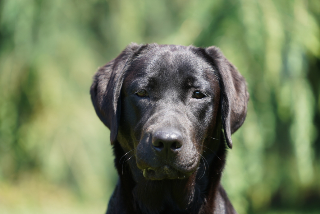 il cane dimentica il suo padrone