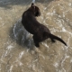 il labrador e la sindrome della coda rotta