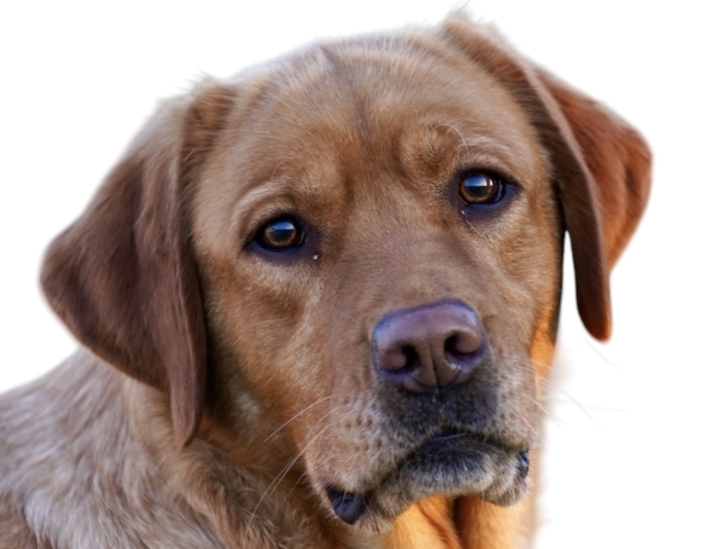Mylabrador_Jerey_Girl